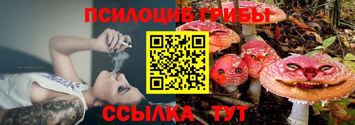 Галлюциногенные грибы Psilocybine cubensis Новокубанск